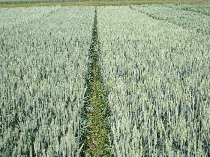 ubezpieczenie upraw, ubezpieczenie zwierząt gospodarskich, stawki ubezpieczeń, ministerstwo rolnictwa