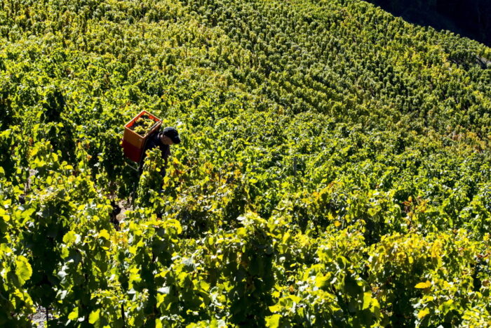 wiinnice, produkcja wina, winorośle, gęsi, gęsi w winnicach, włochy