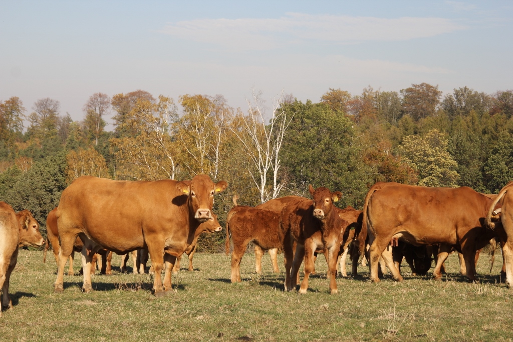 handel mięsem, wołowina, wieprzowina, drób