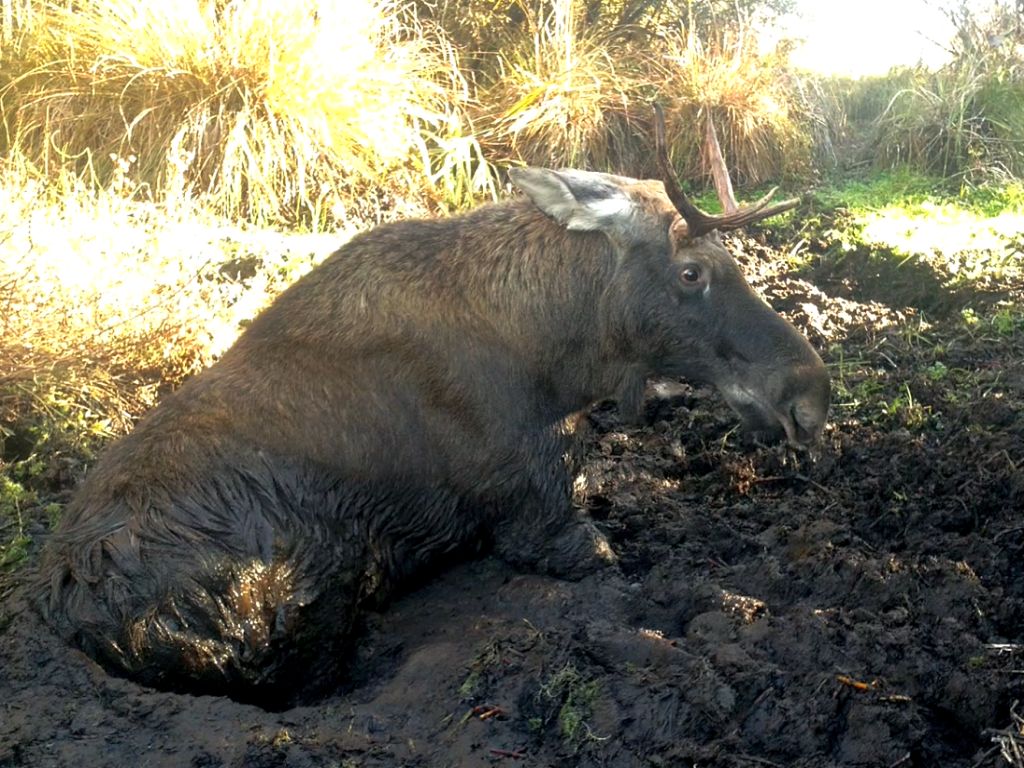 ratowanie zwierząt, Nadleśnictwo Garwolin, Nadleśnictwo Śnieżka, kas, korczowa