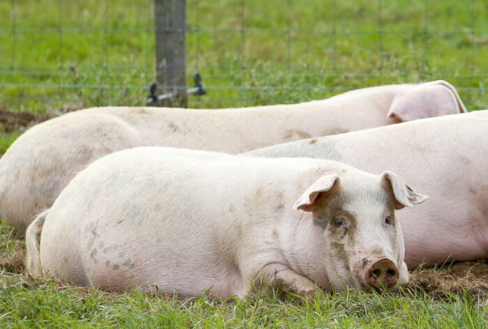 chiny, asf w chinach, hodowla trzody chlewnej, świnie, pekin, Feng Zhongwu, Huang Baoxu