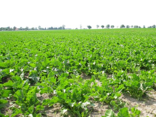 buraki cukrowe, cukier, produkcja, uprawa buraków, ministserstwo rolnictwa, Krzysztof Jurgiel