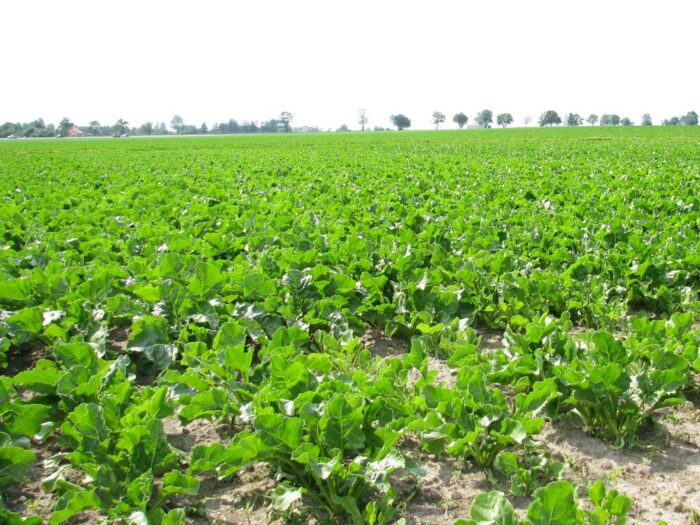 buraki cukrowe, cukier, produkcja, uprawa buraków, ministserstwo rolnictwa, Krzysztof Jurgiel