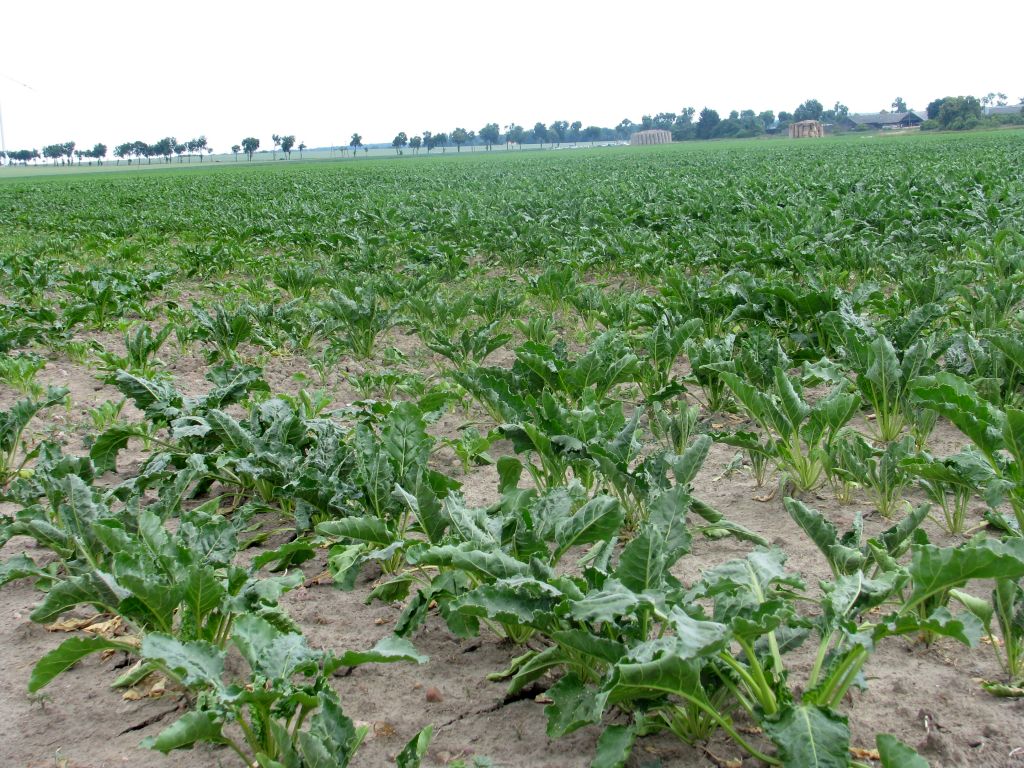 uprawa buraka cukrowego, produkcja cukru, trzcina cukrowa, krajowa spółka cukrowa, jan krzysztof ardanowski