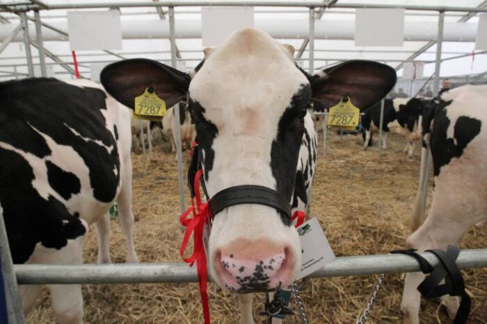 kalifornia, stany zjednoczone, dobrostan zwierząt, hodowla zwierząt, bydło, drób, trzoda chlewna