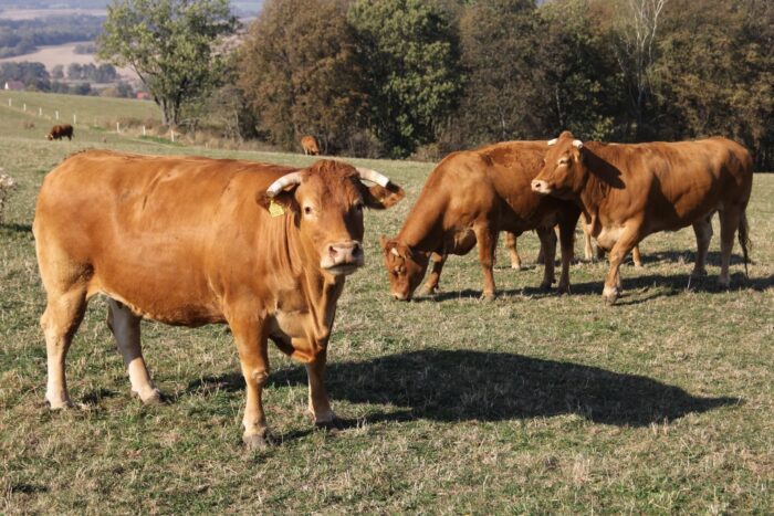 brazylia, ekport mięsa, wołowina, drób