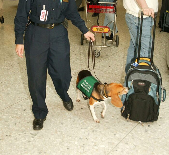 pies, świńska głowa, USA, ASF