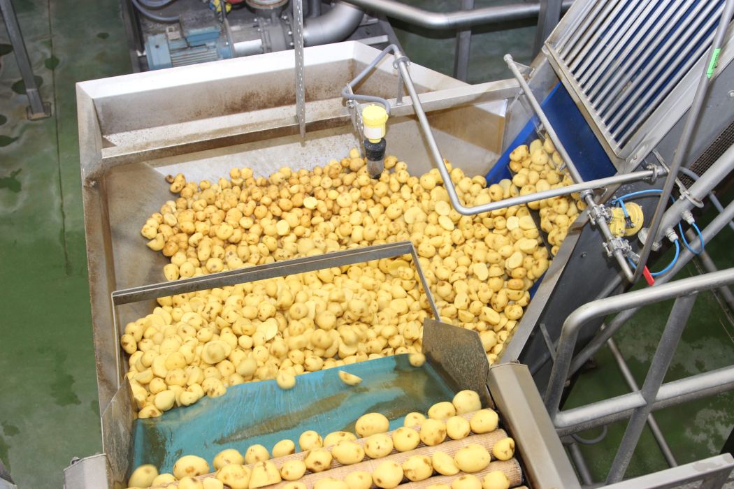 PepsiCo, ziemniaki, uprawa ziemniaków, chipsy, ziemniaki na chipsy