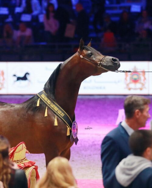 konie, KOWR, Championat Świata Koni Arabskich w Paryżu, Equator