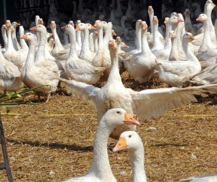 drób wodny, gęsina, mięso kacze, gęsi, kaczki, de heus, produkcja drobiu, Marcin Szukalski