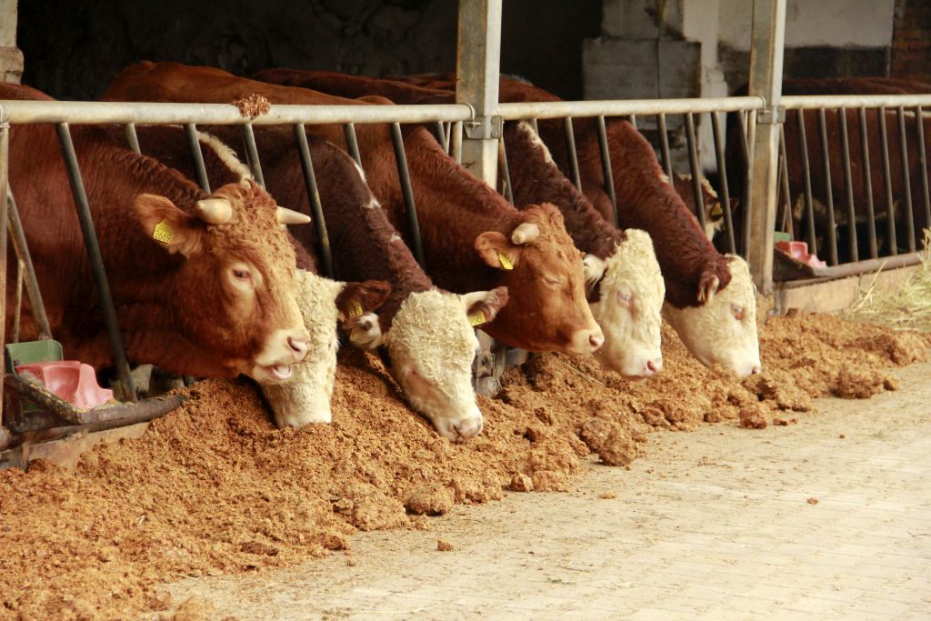 program zwalaczania BSE, gąbczasta encefalopatia bydła, choroba szalonych krów, hodowla bydła