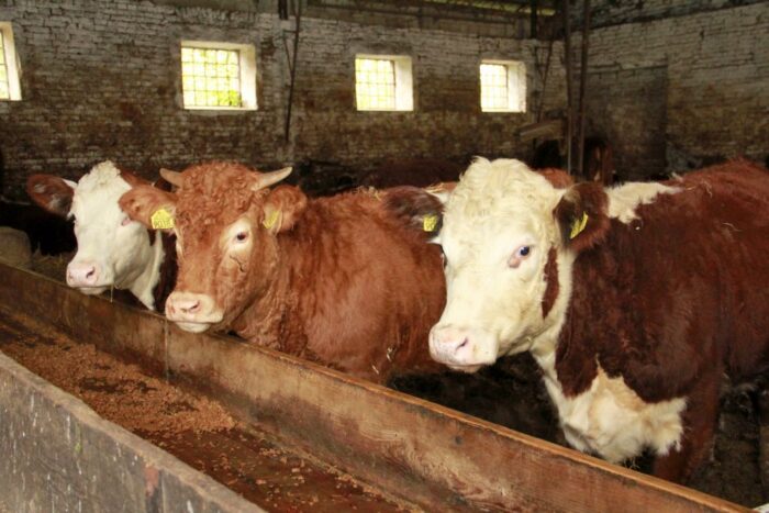 leki weterynaryjne, Bogdan Konopka, główny lekarz weterynarii, obrót lekami, Prawo farmaceutyczne