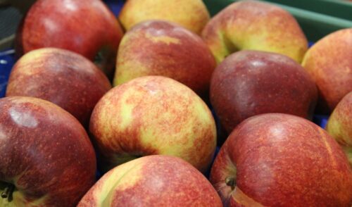 jabłka, eskimos, aktualna lista punktów skupowych jabłek, owoce