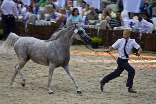 Pride od Poland 2019, konie, aukcja, Janów Podlaski, aukcja w Janowie Podlaskim, KOWR