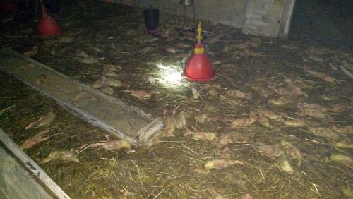 Mięso kaczek cieszy się coraz mniejszym powodzeniem