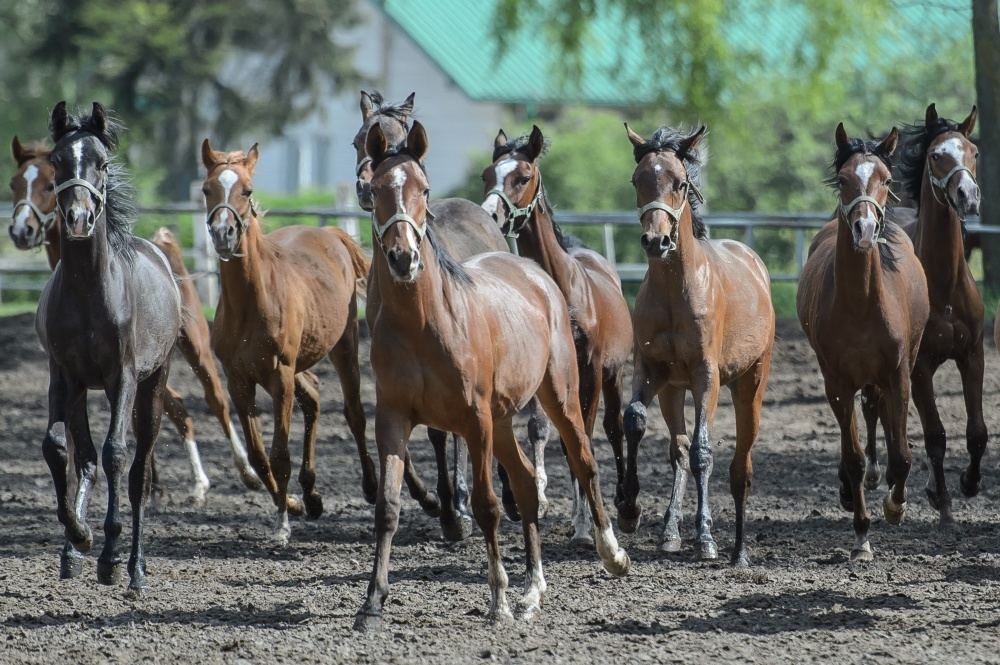 hodowla koni w polsce, jan krzysztof ardanowski, Rada ds. rozwoju hodowli koni, stadniny koni, kowr