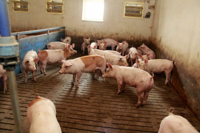 Gobarto 500, tuczarnia, Cedrob, trzoda chlewna, wyniki finansowe firmy,