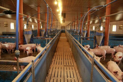 tuczniki, ceny, Dania, warchlaki