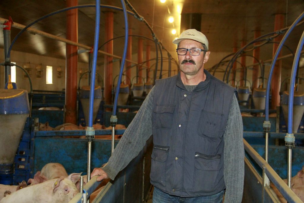 tucz kontraktowy, trzoda chlewna, Dąbrowski, chlewnie