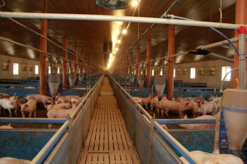 cena tuczników, trzoda chlewna, żywiec wieprzowy, niemiecka cena