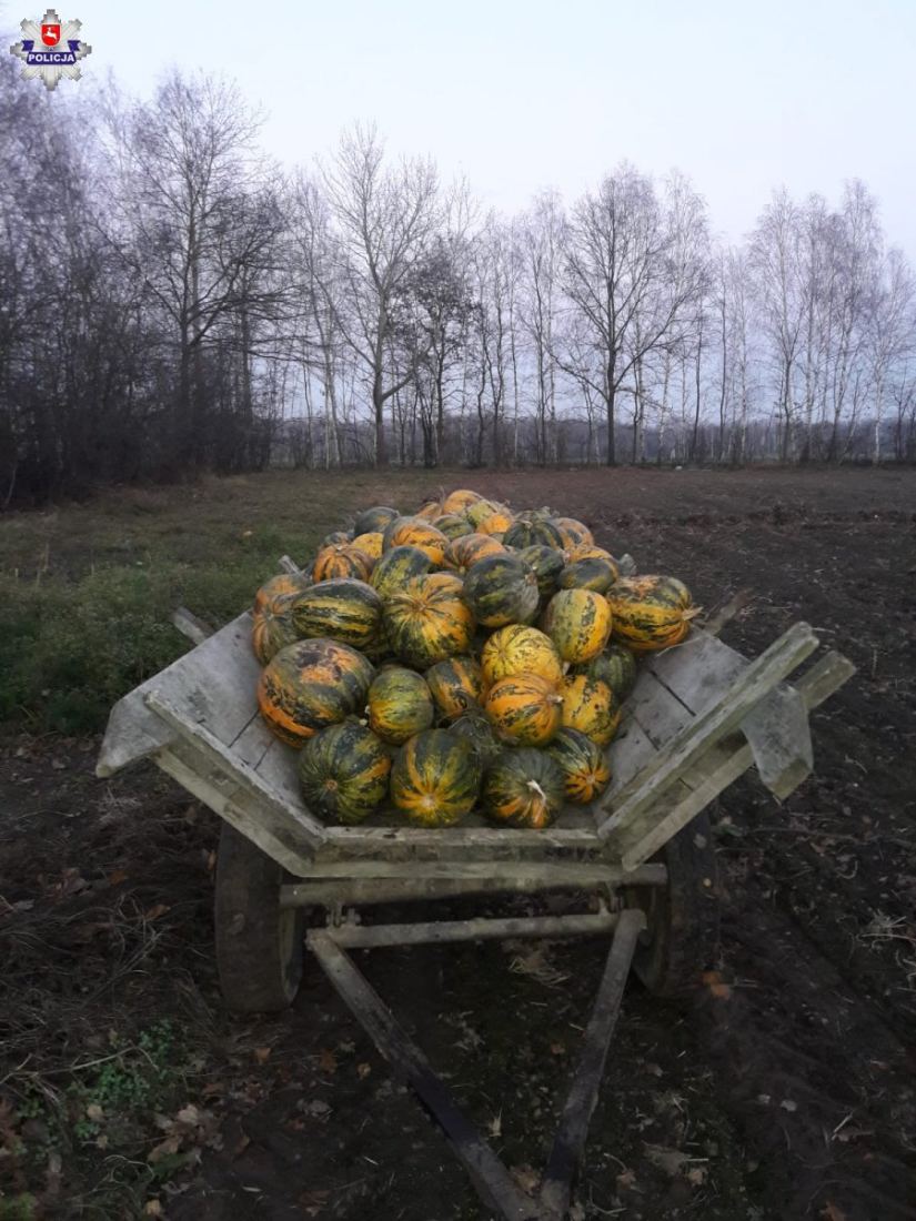 dynie, kradzież, policja, przestępstwo, lubelskie