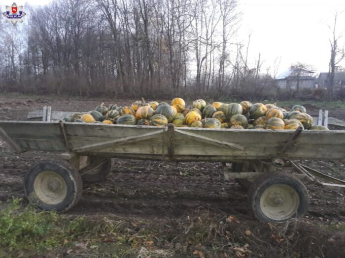 dynie, kradzież, policja, przestępstwo, lubelskie