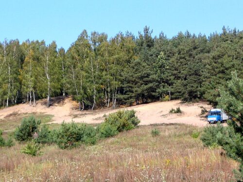 las, ściółka, pożary lasów, susza