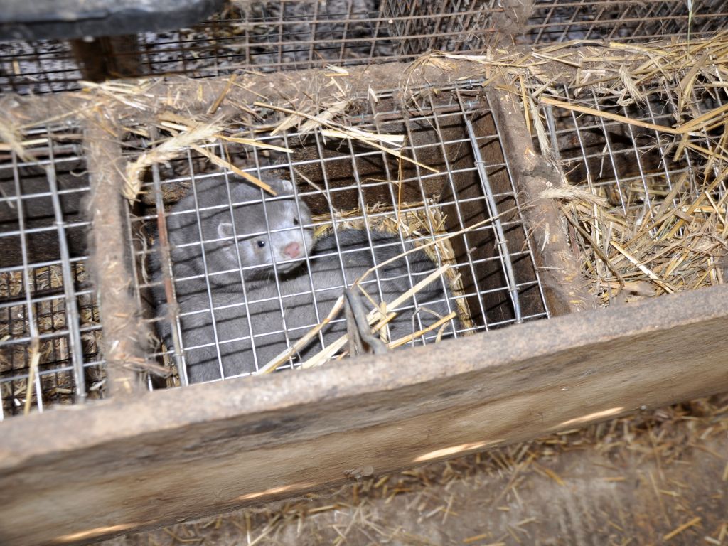 norki, zwierzęta futerkowe, kradzież norek, ferma norek, gmina Wysokie Mazowieckie, podlasie