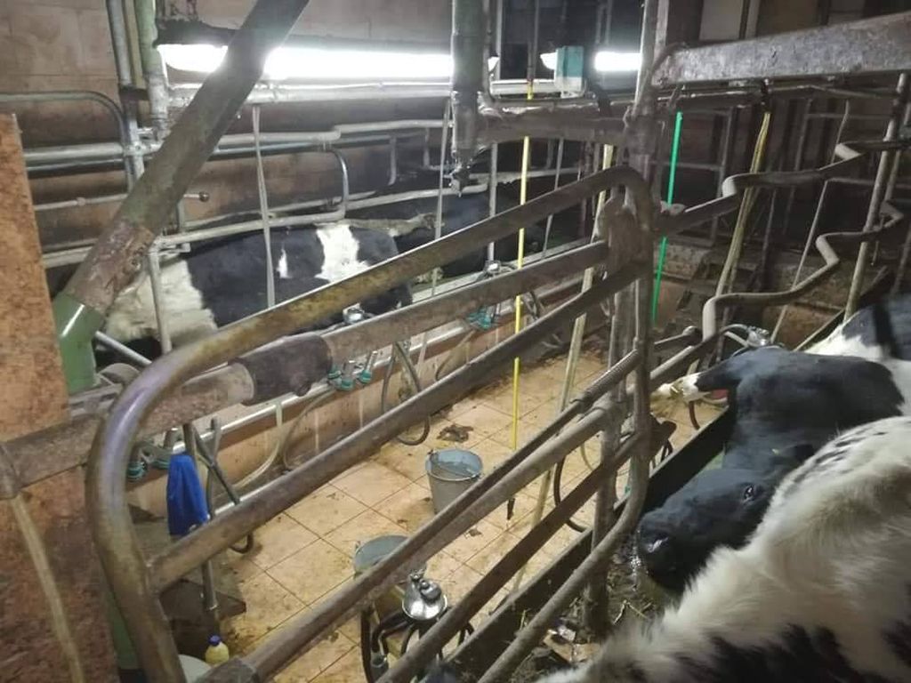powiat sokólski, suchowola, podlasie, krowy porażone prądem, awaria w oborze