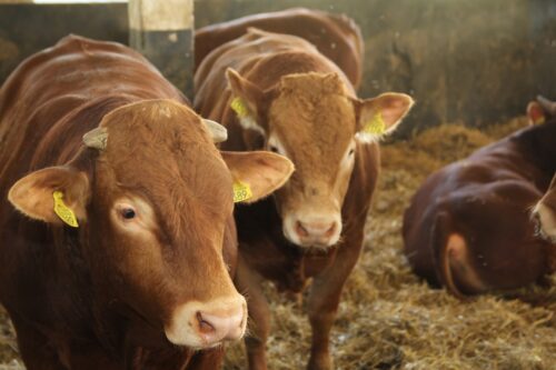 zwierzęta gospodarskie, Europejska Agencja Leków, antybiotyki