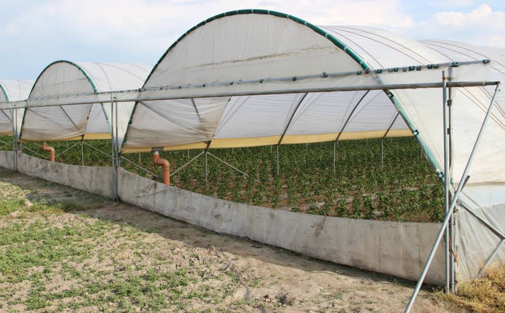 papryka, warzywa, produkcja papryki, Potworów, prawo, przepisy