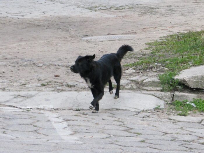 Ulatowo-Pogorzel, przasnysz, awantura o psy, utrzymywanie zwierząt domowych