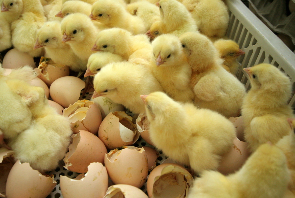 żywność wysokiej jakości, produkcja żywności, eksport żywności, jan krzysztof ardanowski