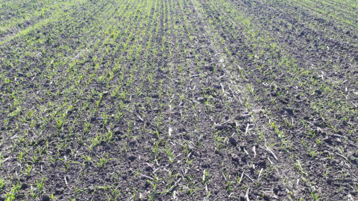 pszenica, pole, wschody