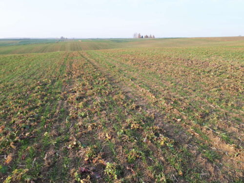 pszenica, pole, uprawa uproszczona