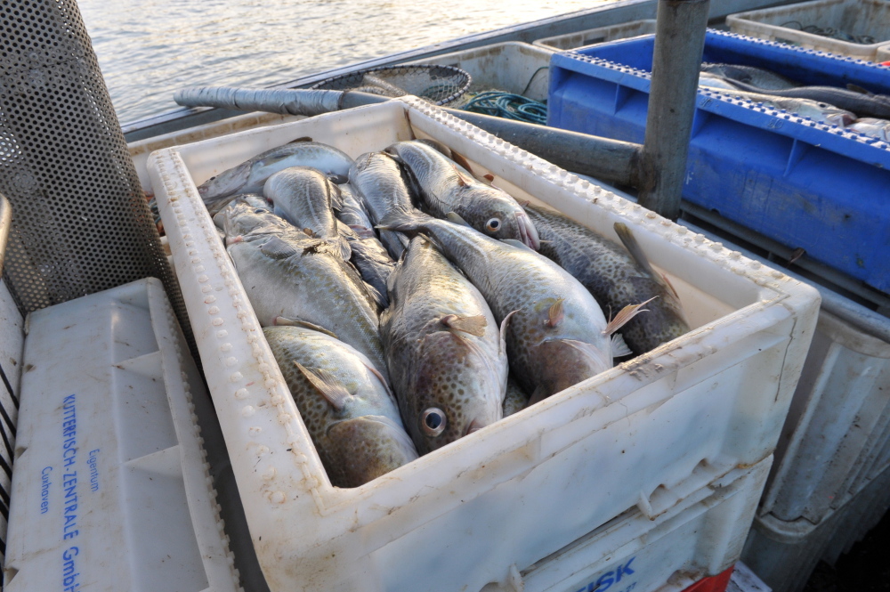 rybołówstwo, ryby, Główny Inspektorat Rybołówstwa Morskiego