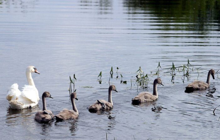 rzeki, prawo wodne, Krajowy Zarządu Gospodarki Wodnej, Wisław, Odra, prawo, przepisy