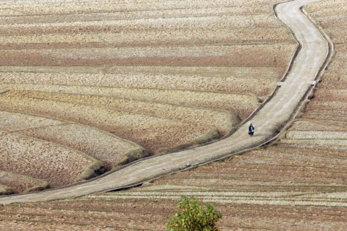 Chiny, ASF, afrykański pomór świń, ASF w Chinach