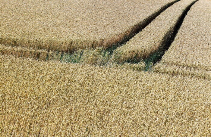 stan wojenny na ukrainie, ukraina, eksport zbóż, handel ziarnem, Maksym Martyniuk