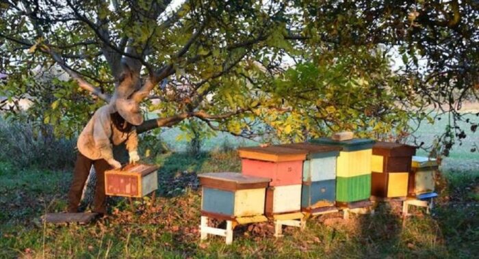 Projekt Pszczoły wracają do lasu