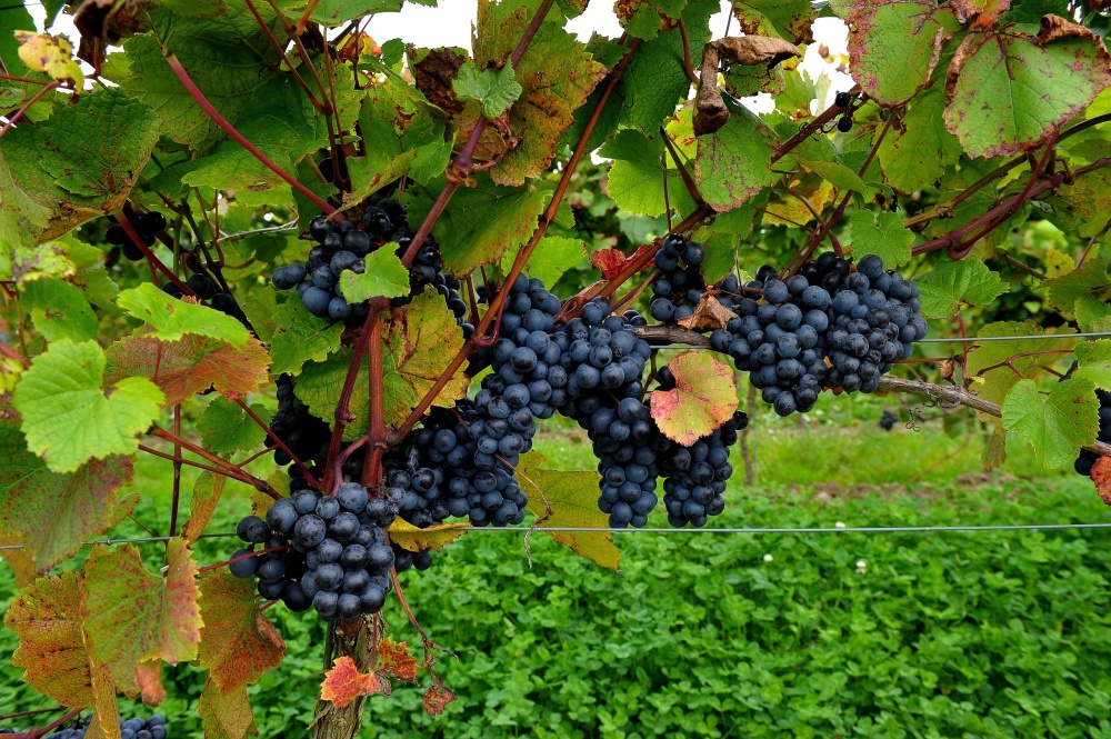 winnice w polsce, uprawa winorośli, produkcja wina, wino białe, wino czerwone,