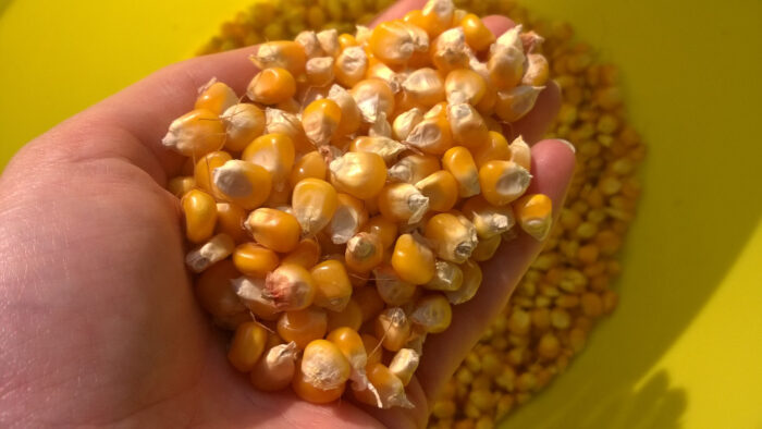 ziarno kukurydzy, ręka