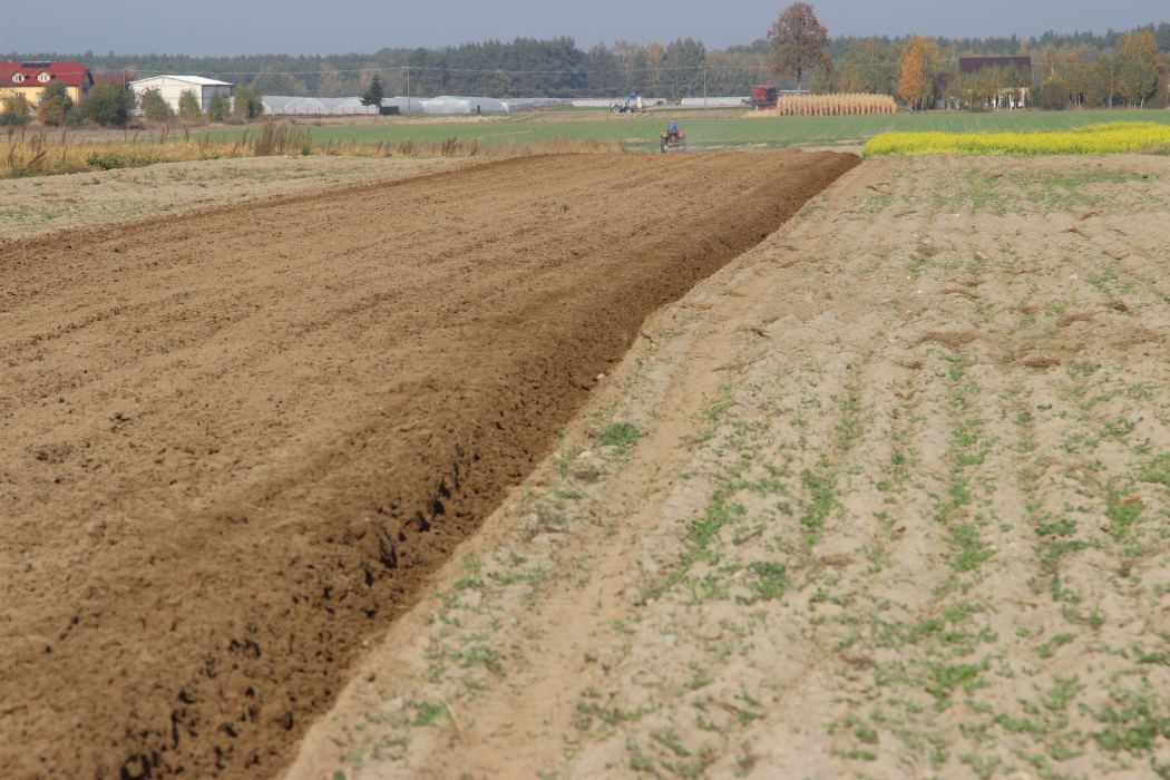 zawartość thc w plewie, konopie przemysłowe, uprawa konopi