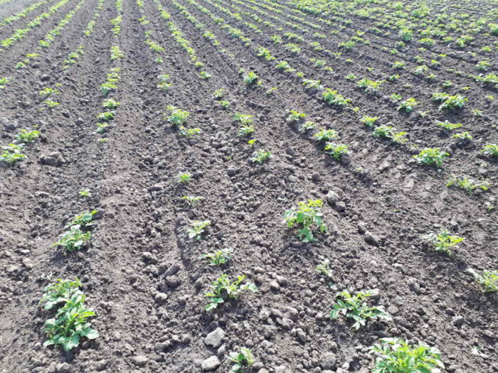 obrót ziemią w Polsce, ustawa o kształtowaniu ustroju rolnego, kupno ziemi, dzierżawa ziemi