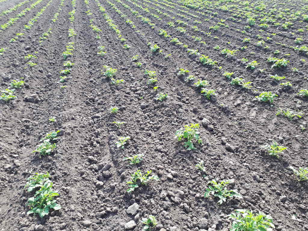 obrót ziemią w Polsce, ustawa o kształtowaniu ustroju rolnego, kupno ziemi, dzierżawa ziemi