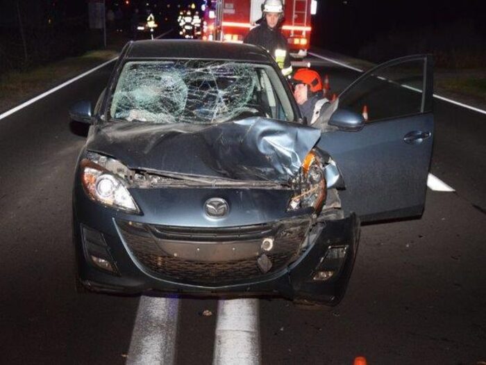 wypadek, dzikie zwierzęta, łoś, jeleń