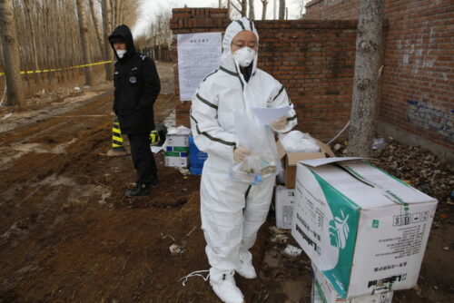 asf w chinach, asf u świń, prowincja Guangdong, hodowla trzody chlewnej, wybijanie świń