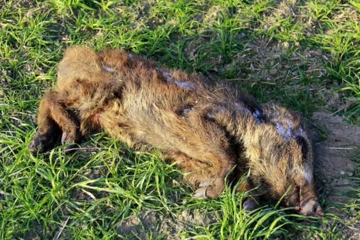 dziki, przypadek asf, asf, główny lekarz weterynarii