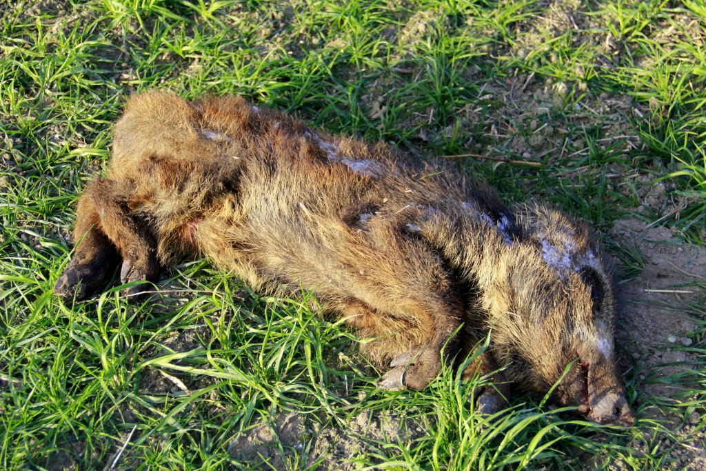 dziki, przypadek asf, asf, główny lekarz weterynarii