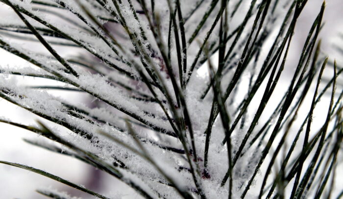 choinka, igły, zima